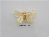 藏品(尺蛾321)的圖片